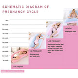 Schematic diagram of pregnancy cycle with images of a pregnant woman using a U-shaped pregnancy pillow.